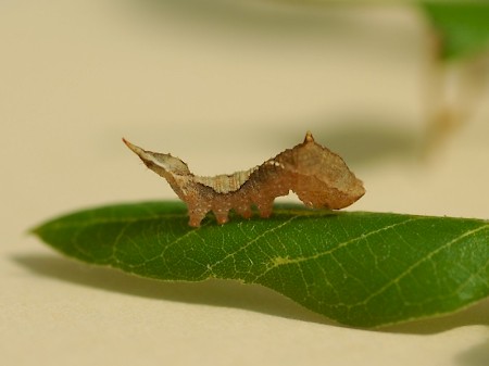 Oak Hook-tip Watsonalla binaria