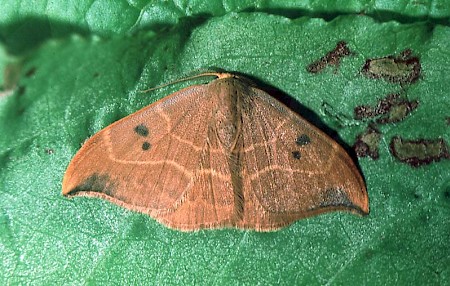 Oak Hook-tip Watsonalla binaria