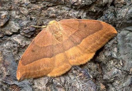 Barred Hook-tip Watsonalla cultraria