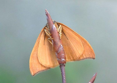 Barred Hook-tip Watsonalla cultraria