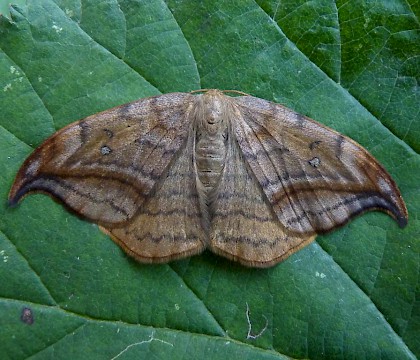 Adult • Bred from migrant female • © Paul Harris