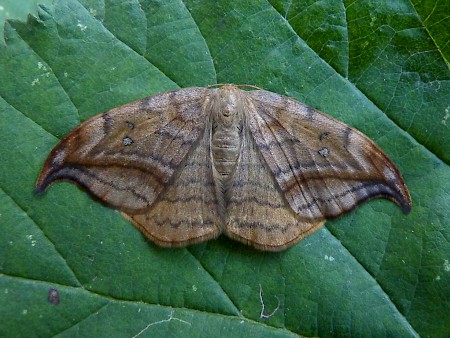 Dusky Hook-tip Drepana curvatula