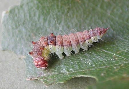 Pebble Hook-tip Drepana falcataria