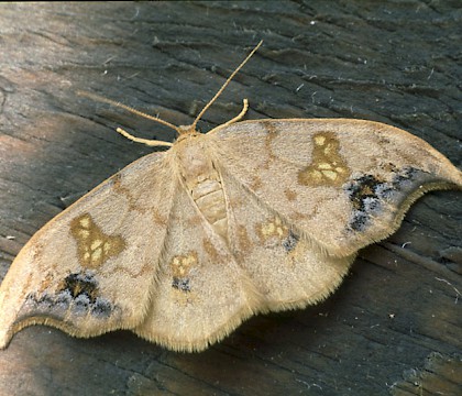 Adult • Boise Penchot, Southern France • © Rob Petley-Jones