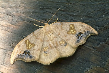 Scarce Hook-tip Sabra harpagula