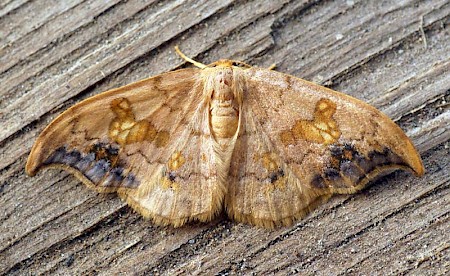 Scarce Hook-tip Sabra harpagula