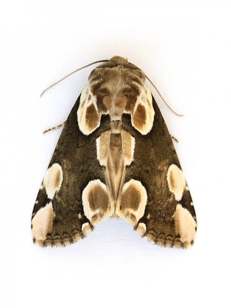 Peach Blossom Thyatira batis