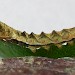 Larva • Chorlton, Greater Manchester • © Ben Smart