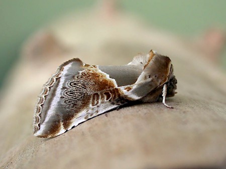 Buff Arches Habrosyne pyritoides