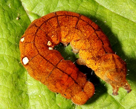 Buff Arches Habrosyne pyritoides