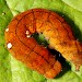 Larva • Fairburn Ings, W. Yorks. • © Paul Brothers