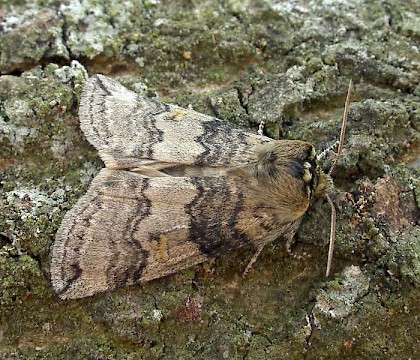Adult &bull; Pickworth Great Wood, Leicestershire &bull; &copy; Mark Skevington