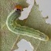 Larva on Betula • Chorlton, Gtr. Manchester • © Ben Smart