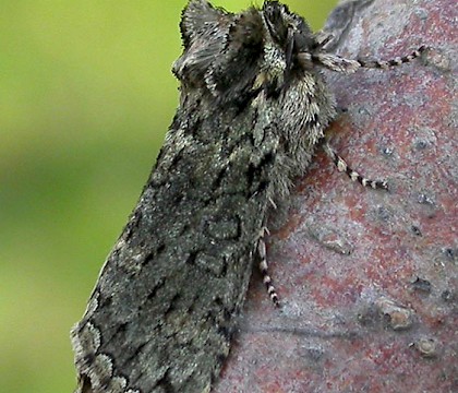 Adult • Eye, Suffolk • © Paul Kitchener