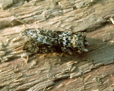 Frosted Green Polyploca ridens