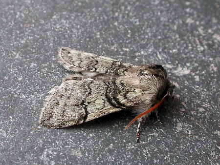 Yellow Horned Achlya flavicornis