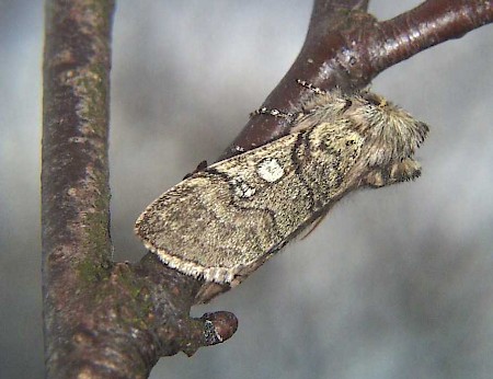 Yellow Horned Achlya flavicornis