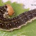 Larva • June in sewn Betula • © Ian Smith