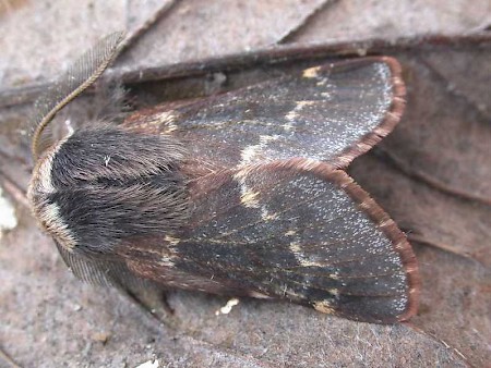 December Moth Poecilocampa populi