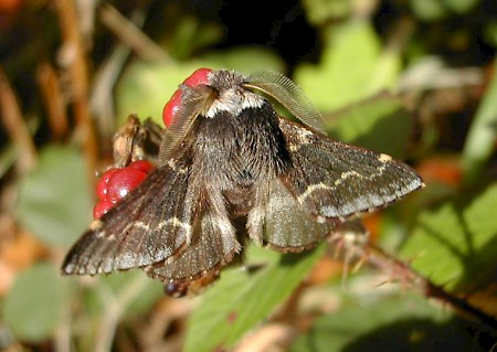 December Moth Poecilocampa populi