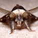 Male • Head & antennae of male, Derbyshire • © Ian Smith