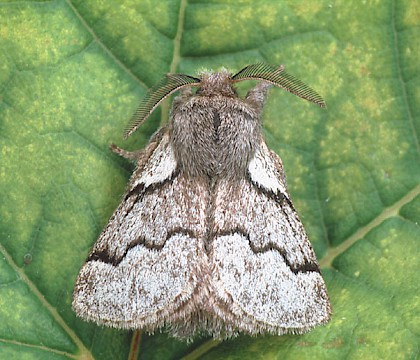 Adult • Dorset • © Paul Harris