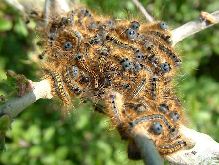 The Lackey Malacosoma neustria