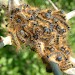 Larvae • Wembury, S. Devon • © Peter McMullin