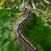 Larva • Durlston Country Park, Dorset • © Pauline Greenalgh