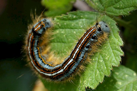 The Lackey Malacosoma neustria