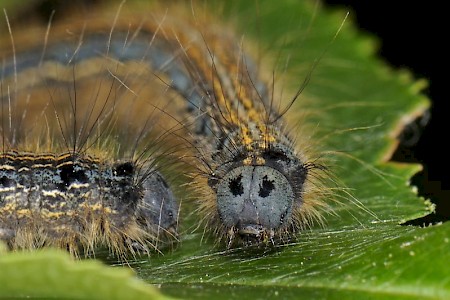 The Lackey Malacosoma neustria