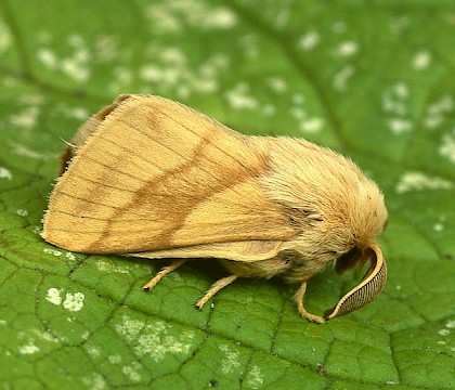 Adult &bull; ex. pupa, Devon &bull; &copy; Paul Harris