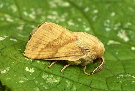 Ground Lackey Malacosoma castrensis