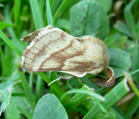 Ground Lackey Malacosoma castrensis