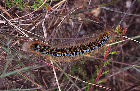 Ground Lackey Malacosoma castrensis