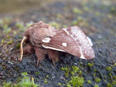 Small Eggar Eriogaster lanestris