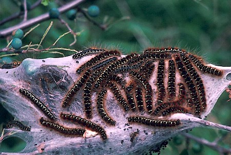 Small Eggar Eriogaster lanestris