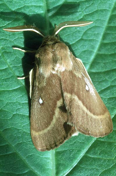 Grass Eggar Lasiocampa trifolii