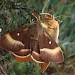 Pair • Banffshire, ssp. callunae • © Roy Leverton