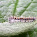 Early instar larva • Whetstone, Leicestershire • © Mark Skevington