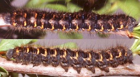 Oak Eggar Lasiocampa quercus