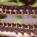 Second instar larva • Found on Vaccinium myrtillus on a Derbyshire Moor in late April. • © Ian Smith