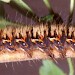 Third instar larva • Found on Vaccinium myrtillus on a Derbyshire Moor • © Ian Smith
