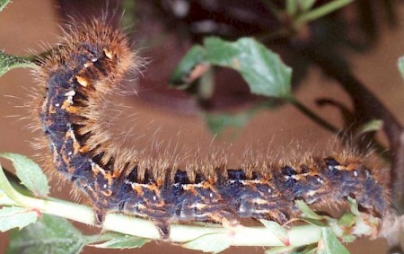 Oak Eggar Lasiocampa quercus