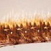 Fifth instar larva • Found on Vaccinium myrtillus on a Derbyshire Moor • © Ian Smith