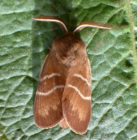 Fox Moth Macrothylacia rubi
