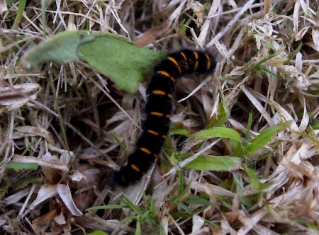 Fox Moth Macrothylacia rubi