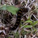 Early instar larva • Knitsley Fell, Durham • © Keith Dover