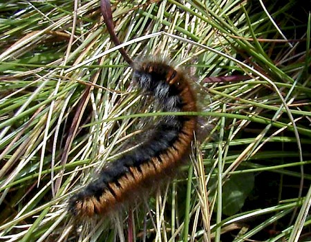 Fox Moth Macrothylacia rubi