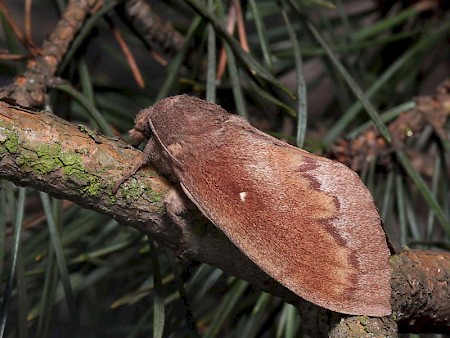 Pine-tree Lappet Dendrolimus pini